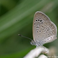 Zizeeria karsandra Moore, 1865